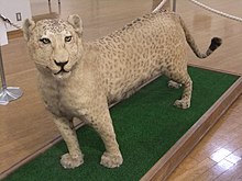 Panthera Hybrid - Wikipedia
