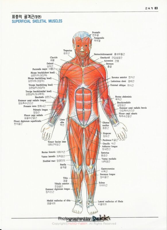 인체해부도(골격, 골격근, 신체근육명칭, 근육이름)