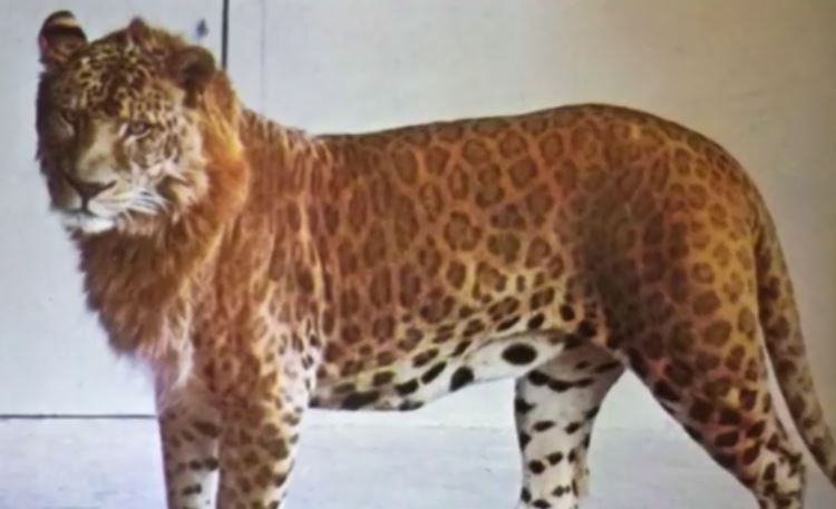 Lion Leopard Hybrid Animal Leopon, Photograph: Fact Check