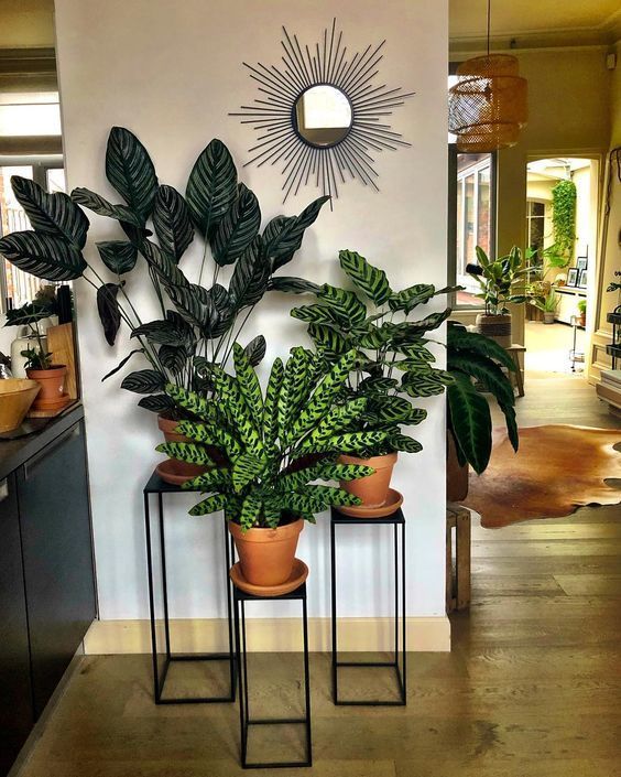 30+ Indoor Decorative Plants To Bring Freshness | Living Room Plants, Plant  Stand Decor, Plant Decor Indoor