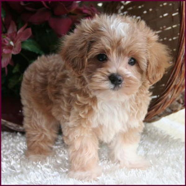 Cute Teacup Maltese Puppies Brown - Google Search | Maltese Poodle Puppies,  Maltipoo Puppy, Maltese Poodle