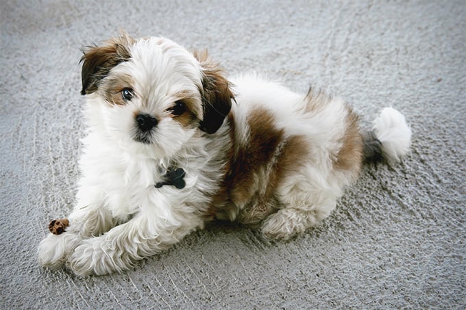 Maltese Shih Tzu Dog Breed Information, Pictures, Characteristics & Facts –  Dogtime