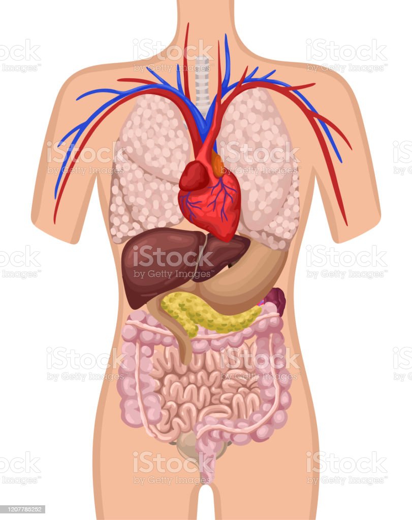 인체의 장기 신체의 내부 장기의 위치 벡터 일러스트레이션 간-내부 기관에 대한 스톡 벡터 아트 및 기타 이미지 - 간-내부 기관,  개념, 개체 그룹 - Istock