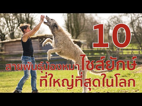 10 สายพันธุ์น้องหมาไซส์ยักษ์ ที่ใหญ่ที่สุดในโลก