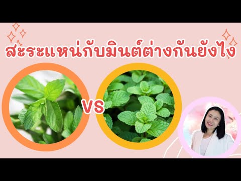 สะระแหน่กับมินต์ต่างกันยังไง @moraeythaiherb