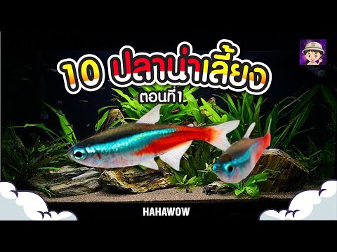 10 อันดับ ปลาสวยงามน่าเลี้ยง ตอนที่1