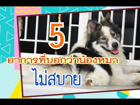 5 อาการอันตรายที่บอกว่าสุนัขป่วย | แม่นิวชิลหม่ามี๊